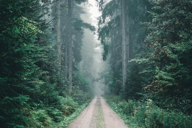 Ilustrasi Daerah Penghasil Hutan  Sumber Unsplash/Ali Kazal