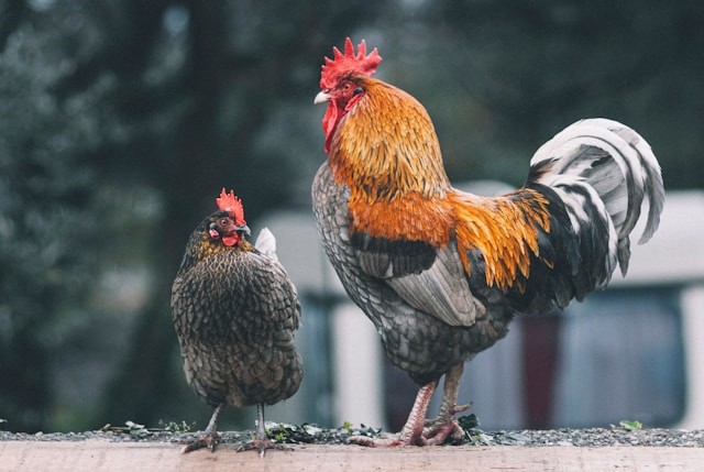 Apakah Ayam Memiliki Tulang Belakang. Foto hanya ilustrasi. Sumber foto: Unsplash/Egor