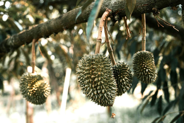 Durian yang menggiurkan, sumber: Pexels.