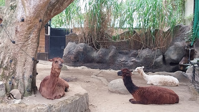 Konsep kebun binatang Batu Secret Zoo, foto: Batu Secret Zoo, Unsplash/Edwin Petrus