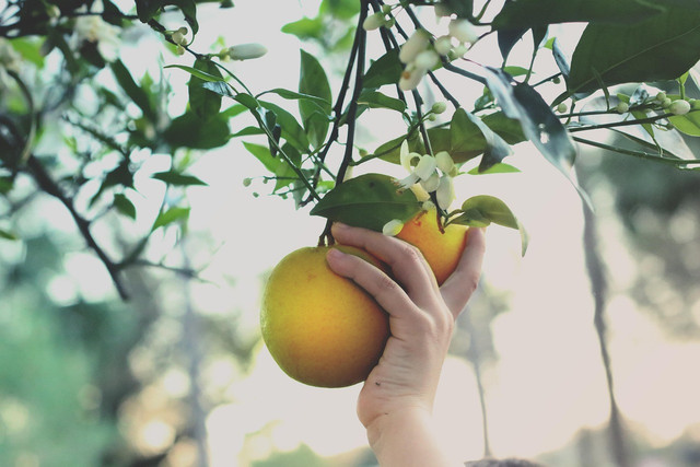 3 wisata petik buah di Semarang. Foto hanya ilustrasi, bukan tempat yang sebenarnya. Sumber: Pixabay/waros