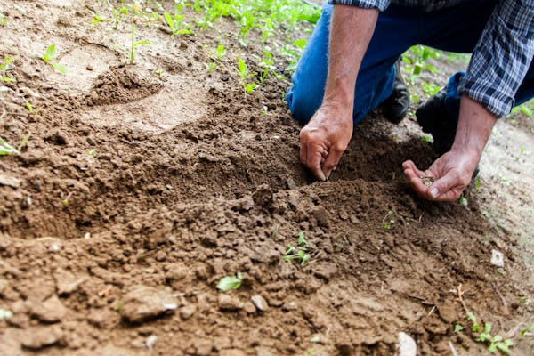 Ilustrasi cara menyiapkan lahan untuk berkebun. Foto: Pexels.com/Binyamin Mellish