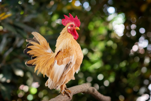 Ilustrasi apakah ayam memiliki rambut? Sumber foto: Pixabay/ Danganhfoto