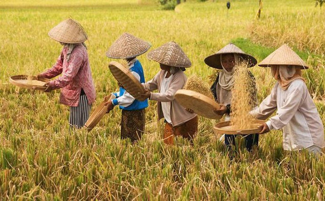 Ilustrasi petani sedang memilah gabah