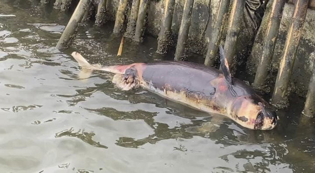 Lumba-lumba mati di dekat pagar laut Bekasi. Foto: Dok. Istimewa