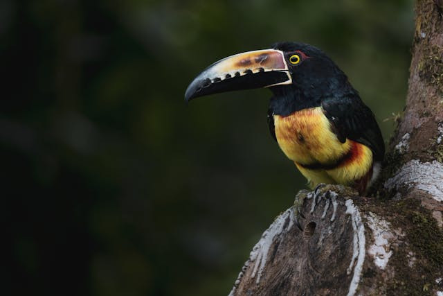 Ilustrasi apakah burung Cendrawasih memiliki tulang belakang? Sumber: Pexels/Vincent M.A. Janssen