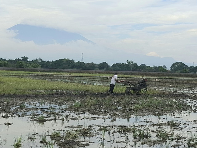 Petani di Kabupaten Cirebon saat membajak sawah menggunakan traktor. Foto: Tarjoni/Ciremaitoday