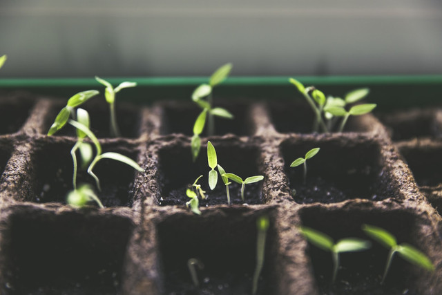 Ilustrasi pupuk untuk pohon petai agar berbuah lebat, foto: unsplash/Markus Spiske