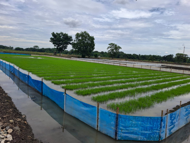 Tanaman padi petani di Desa Danamulya, Kecamatan Plumbon, Kabupaten Cirebon. Foto: Tarjoni/Ciremaitoday