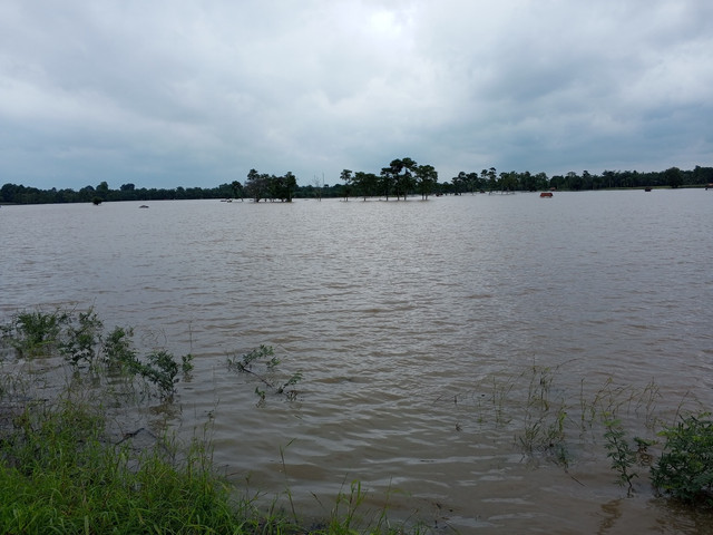 Banjir merendam ratusan hektare sawah di Desa Asahan, Jabung, Lampung Timur. | Foto: Istimewa