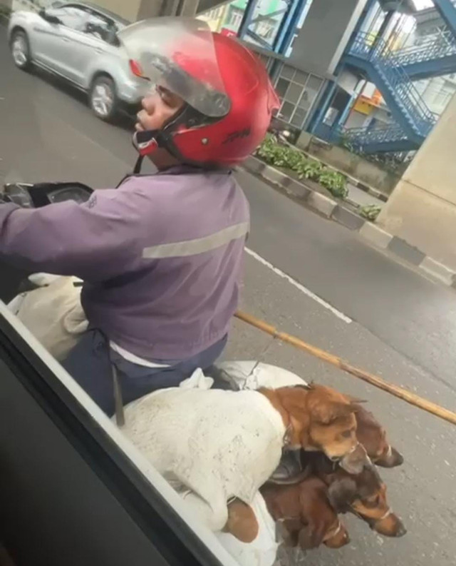 Serorang pria diduga hendak melakukan penjagalan anjing yang diketahui oleh Animal Hopes Shelter Indonesia. Foto : Dok Animal Hopes Shelter Indonesia