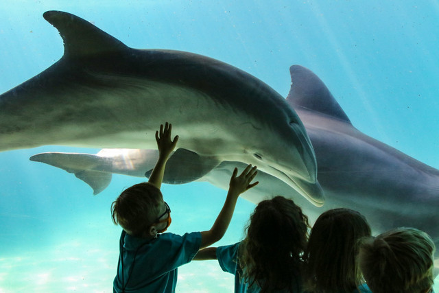 Harga Tiket Masuk SeaWorld 2025. Foto hanya ilustrasi, bukan tempat sebenarnya. Sumber foto: Unsplash-Mick Haupt