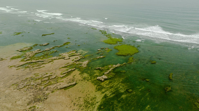 Ilustrasi Harmful Algal Bloom. Sumber foto: Pexels