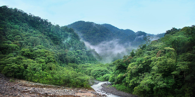 Ilustrasi bagaimana cara pemanfaatan hutan hujan tropis agar tetap lestari. Sumber: Pixabay/GregMontani