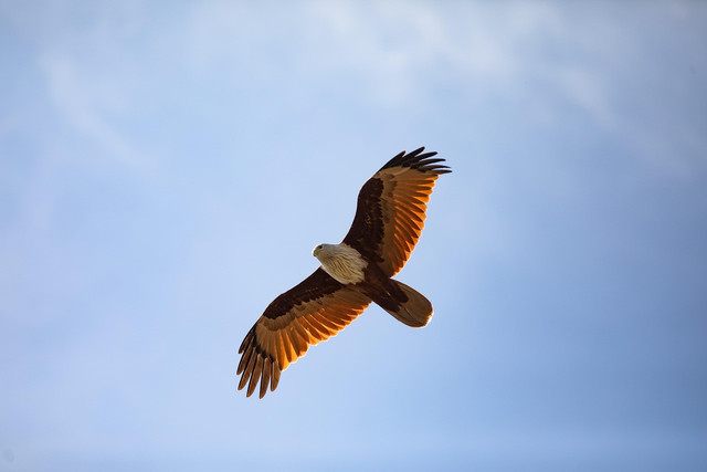 Ilustrasi burung elang. Foto: Pixabay