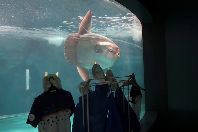 Seekor ikan mola-mola berenang di dekat potongan kardus orang-orang berseragam di Kaikyukan di Shimonoseki, prefektur Yamaguchi, Jepang selatan, Selasa, (21/1/2025). Foto: Kaikyokan/via AP Photo