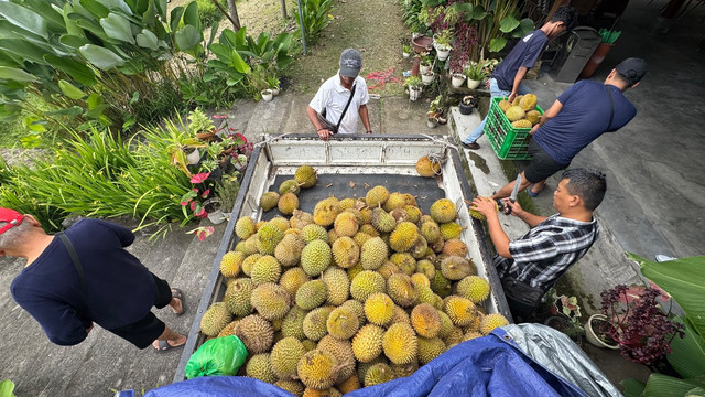 Ribuan buah durian tersedia di Festival Durian 2025 yang digelar di Pandanpuro, Hargobinangun, Sleman, pada 26-29 Januari 2025. Foto: Arif UT/Pandangan Jogja