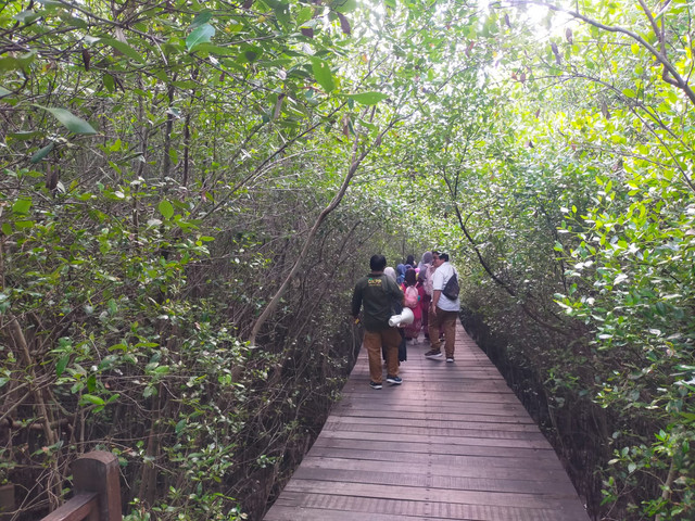 Kebun Raya Mangrove Surabaya. Foto: Diskominfo Surabaya 