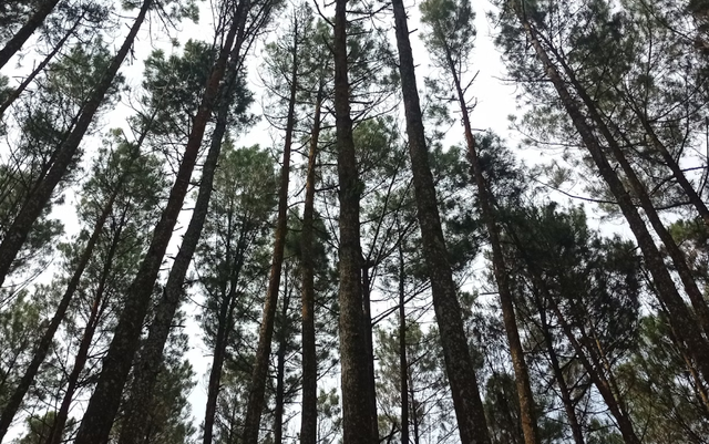 hutan cempaka pasuruan. Foto Hanya Ilustrasi Bukan Tempat Sebenarnya. Sumber Foto: Unsplash/Haikal Vivar