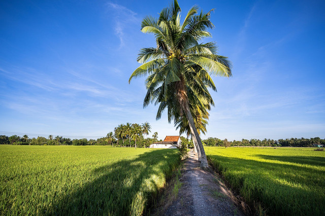 Ilustrasi : sawah di pesisir. Foto : https://pixabay.com