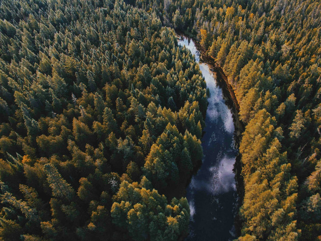 Precet Forest Park. Foto Hanya Ilustrasi, Bukan Sebenarnya. Sumber Unsplash Aaron Burden