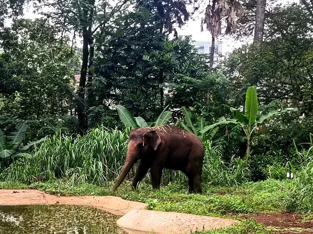 Gajah Salma, hewan tertua di Bandung Zoo berumur 53 tahun. Foto: Robby Bouceu/kumparan