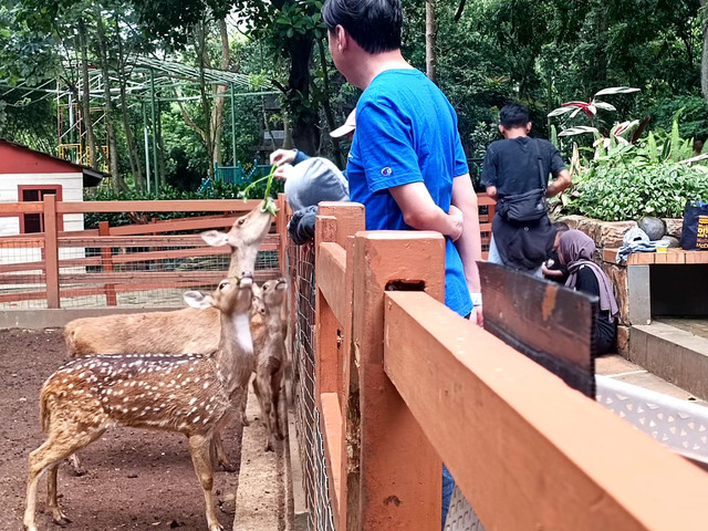 Pengunjung Bandung Zoo memberi makan rusa, Rabu (29/1). Foto: Robby Bouceu/kumparan