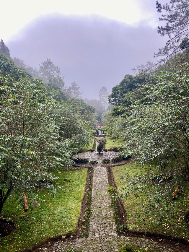 Taman Sakura di Lawu (SAKRAL) yang berlokasi di Cemoro Kandang kawasan Tawangmangu, Karanganyar, Jawa Tengah milik PT Toyota Motor Manufacturing Indonesia (TMMIN).  Foto: kumparan 