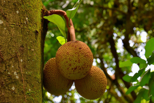 Ilustrasi Tips Memilih Buah Cempedak. Pexels/Jeffrey Eisen