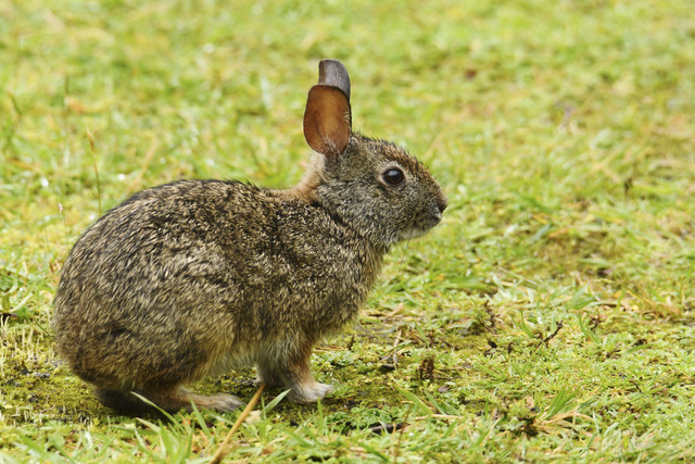 Ilustrasi kelinci ekor kapas Omiltemi (Sylvilagus insonus). Foto: SJPnatureanimal/Shutterstock