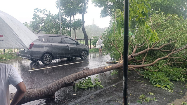 Pohon tumbang di salah satu jalan di Kota Semarang. Foto: Dok. Istimewa