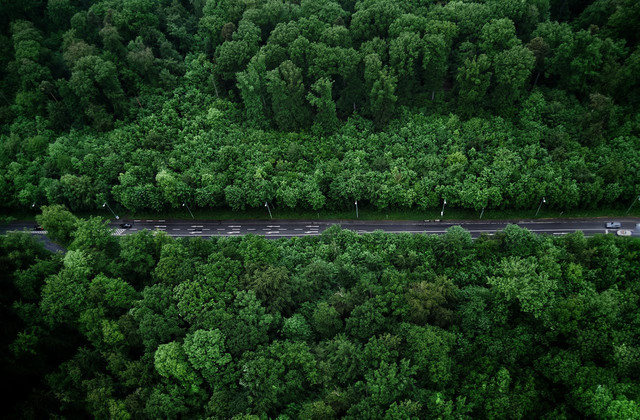  Ilustrasi macam-macam hutan alam berdasarkan iklimnya. Foto: Pexels