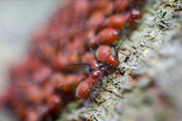 Ilustrasi Hama pohon jengkol. Foto: Pexels/Jimmy Chan