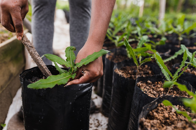 Ilustrasi Apakah pohon jengkol bisa dicangkok?. Foto: Unsplash/Vitor Monthay