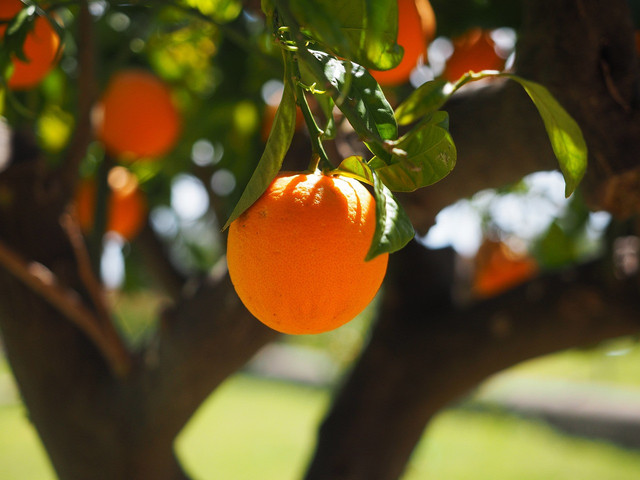 Wisata Petik Buah di Bogor. Foto hanya ilustrasi, bukan foto sebenarnya. Sumber: Pixabay/Hans