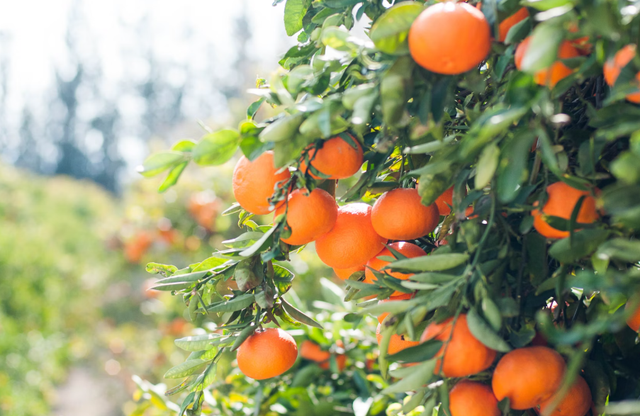 wisata petik buah klaten. Foto Hanya Ilustrasi Bukan Tempat Sebenarnya. Sumber Foto: Unsplash/Max