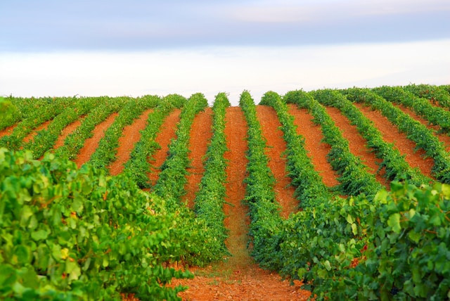 Gamma Grape Experience ada apa saja. Foto hanyalah ilustrasi, bukan tempat sebenarnya. Sumber: unsplash/ Jose Ramon Gil.