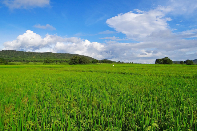 Soto Sawah Mbak Tutik. Foto hanya ilustrasi, bukan tempat sebenarnya. Sumber: Pixabay/sarangib