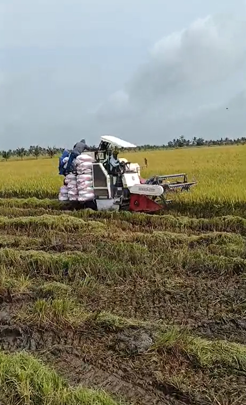 Combine harvester bantuan pemerintah yang sudah dimanfaatkan petani Banyuasin