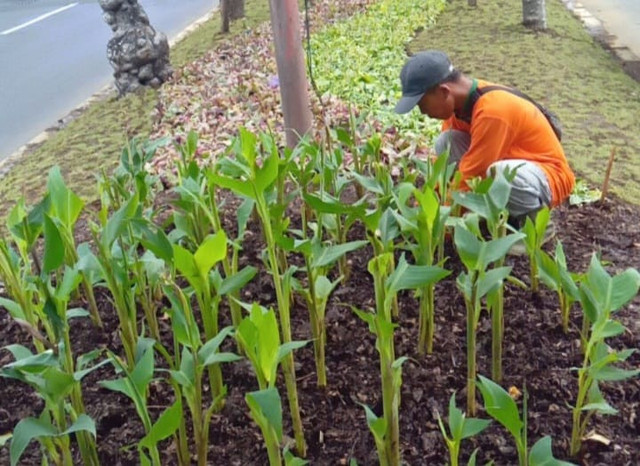 Perawatan jalur hijau di Surabaya. Foto: Diskominfo Surabaya 