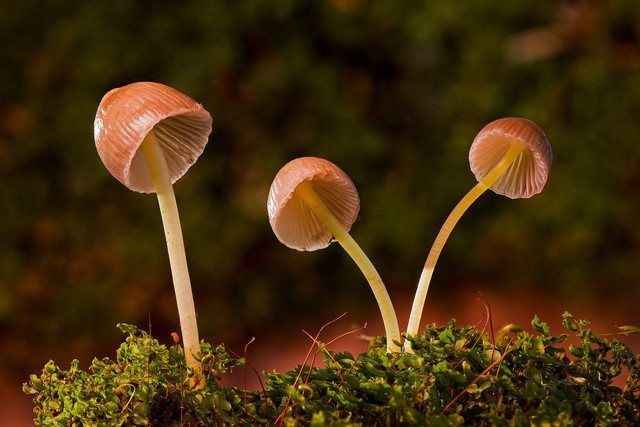 Ilustrasi fungi. Foto: Pixabay