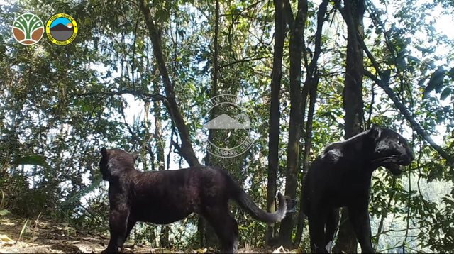 Macan tutul jawa di Taman Nasional Bromo Tengger Semeru. Foto: Instagram/bbtnbromotenggersemeru