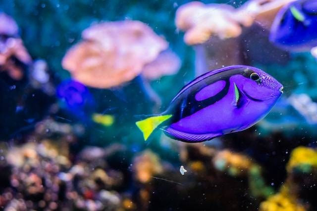 Ilustrasi Ikan Hias yang Mudah Dibudidayakan. Foto: Unsplash