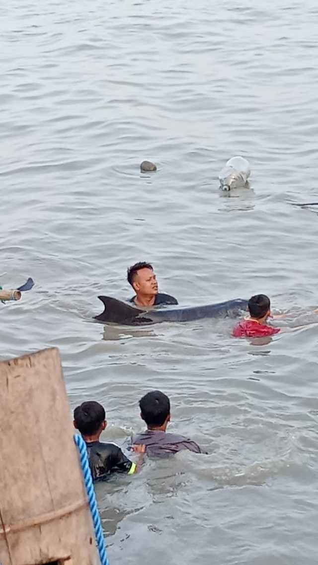 Seekor lumba-lumba terdampar di pesisir perairan Kenjeran, Surabaya, Senin (3/2/2025).  Foto: Dok. Istimewa