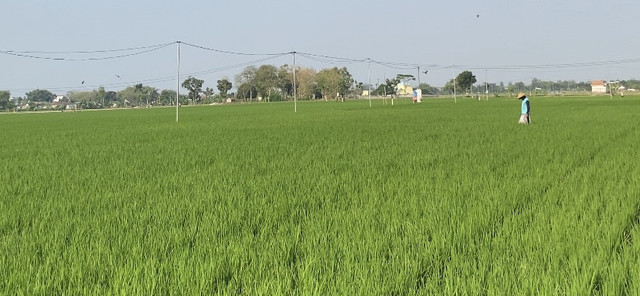 Potret Sawah Padi dan Petani Lokal (sumber: dok. pribadi)