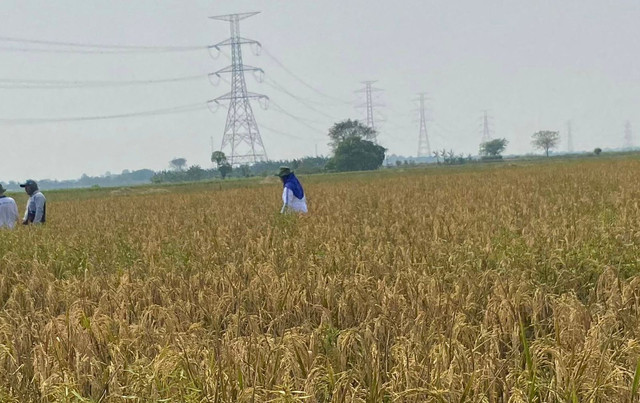 Potret Sawah Padi (sumber: dok. pribadi)