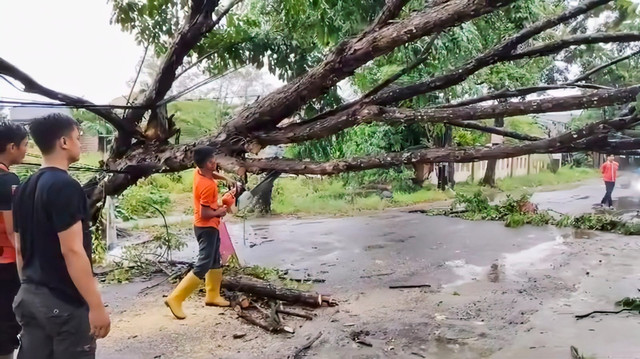 Proses evakuasi pohon tumbang yang dilakukan oleh Tim Reaksi Cepat Badan Penanggulangan Bencana Daerah (TRC BPBD) Kota Bandar Lampung | Foto : Dok. BPBD Bandar Lampung