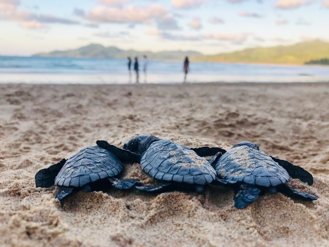 Pantai Bajulmati Malang. Foto hanya ilustrasi, bukan tempat sebenarnya. Sumber: Unsplash/David Reynolds