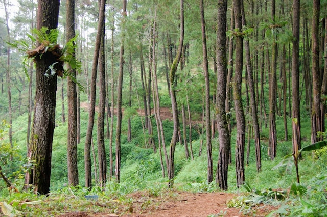 Desa wisata di Pemalang. Foto hanyalah ilustrasi, bukan tempat yang sebenarnya. Sumber: Unsplash/Muhammad Iqbal