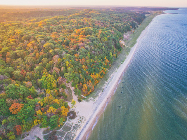 Ilustrasi hutan pantai. Foto: Unsplash